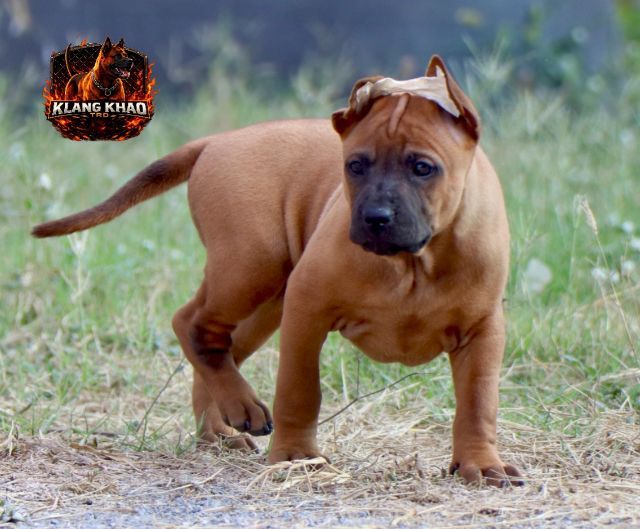 อื่นๆ กลาง ไทยหลังอาน มีใบเพ็ด