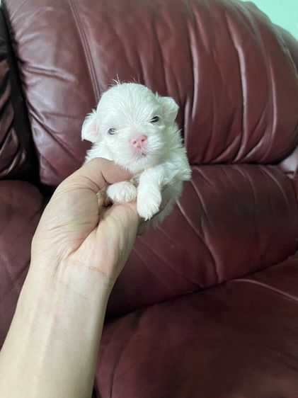 มอลทีสเกาหลี พ่อกับแม่ของน้องนำเข้าจากเกาหลีซื้อมาราคาหลักแสน แม่ของน้องไซร้จิ๋วๆน้ำหนักแค่1กิโลกว่าๆ เน้นโทรคุย