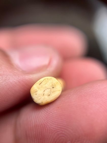 เสือ(มีสินค้าหลายรายการกดเข้ามาดูในโปรไฟล์ได้เลยครับ) รูปที่ 5