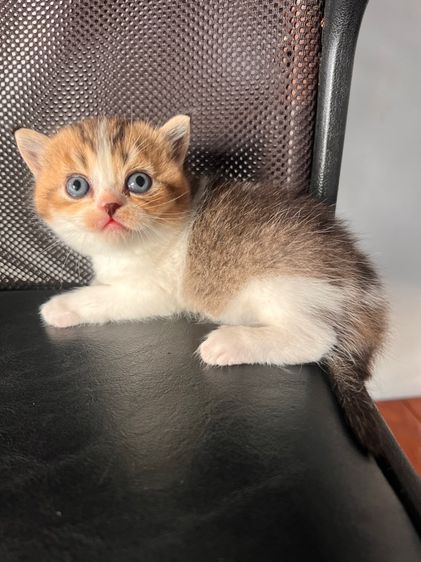 สก็อตติช โฟลด์ (Scottish Fold) แมวสก็อตติช