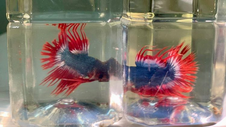 ปลากัด รูปที่ 7