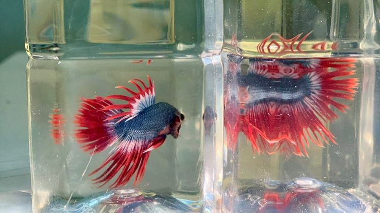 ปลากัด รูปที่ 2