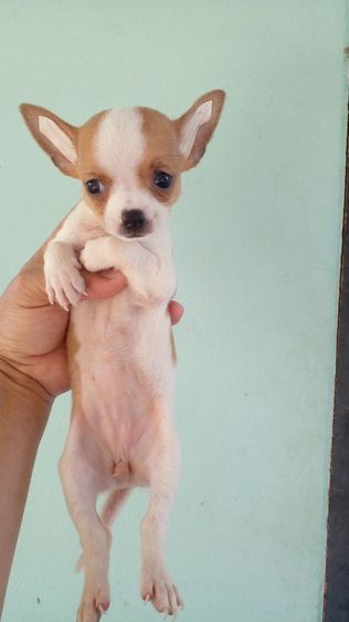 ชิวาวาขนสั้น เมีย รูปที่ 2