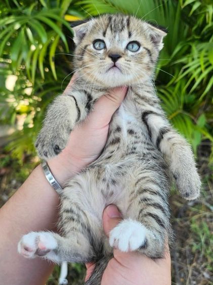  สก็อตติชแท้  รูปที่ 3