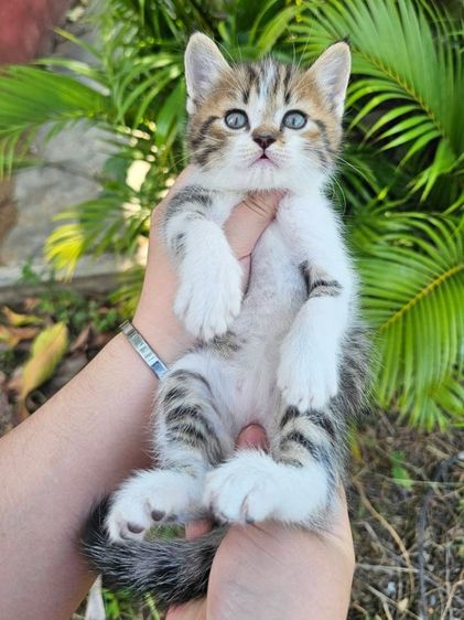  สก็อตติชแท้  รูปที่ 5