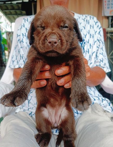 สุนัขลาบราดอร์ รูปที่ 4