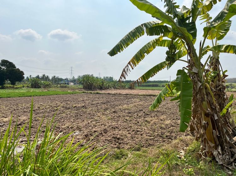 ที่ดิน 4 ไร่ โลเคชั่นบ่อทอง รูปที่ 3