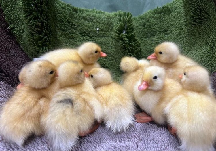 เป็ดคอลดั๊ก รูปที่ 2