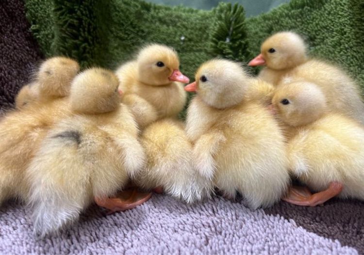 เป็ดคอลดั๊ก รูปที่ 3