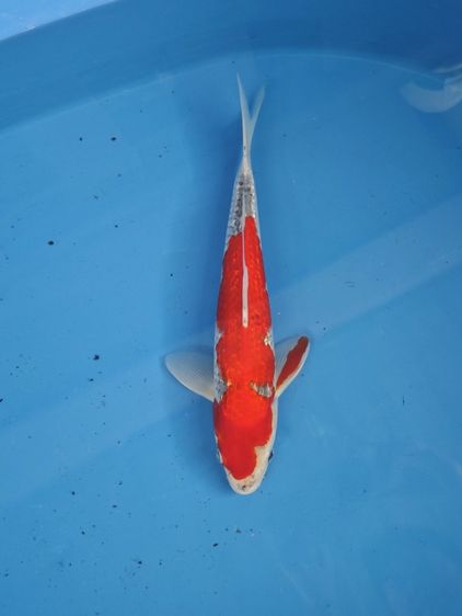 คราฟ กินรินซันเก้ กินรินโกชิกิ ราคา2ตัว อยู่เชียงใหม่