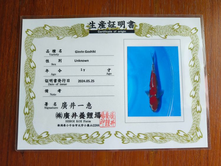 กินรินซันเก้ กินรินโกชิกิ ราคา2ตัว อยู่เชียงใหม่ รูปที่ 3