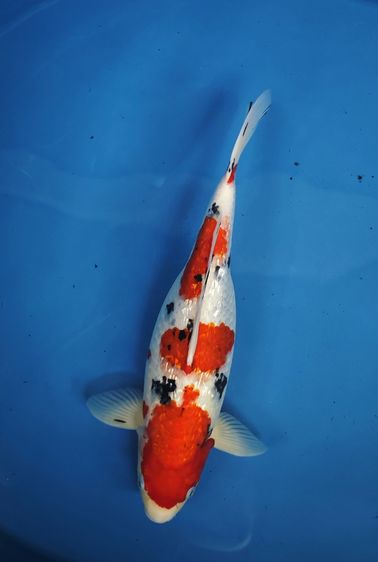 กินรินซันเก้ กินรินโกชิกิ ราคา2ตัว อยู่เชียงใหม่ รูปที่ 2