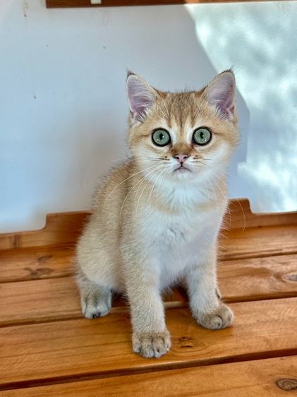 แมวบริติซ ดช. สี Ny WCF by ARC รูปที่ 2