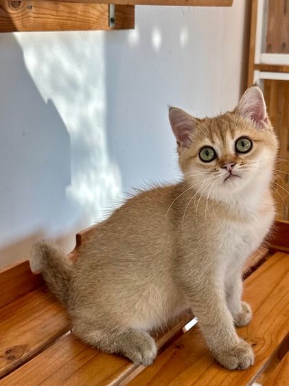 แมวบริติซ ดช. สี Ny WCF by ARC รูปที่ 3