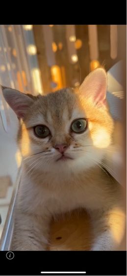 แมวบริติซ ดช. สี Ny WCF by ARC