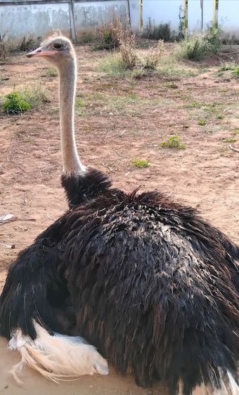 พ่อพันธุ์ นกกระจอกเทศ  รูปที่ 5