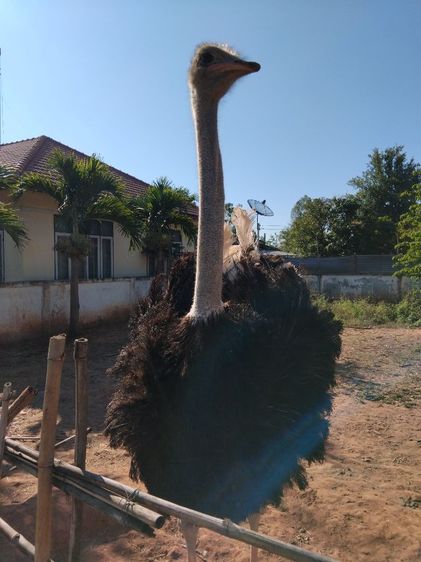 พ่อพันธุ์ นกกระจอกเทศ  รูปที่ 6