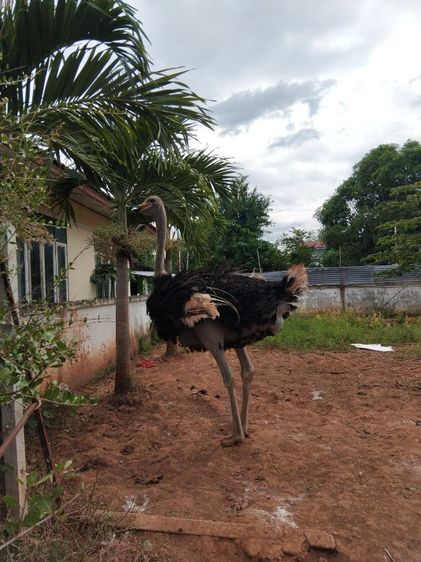 พ่อพันธุ์ นกกระจอกเทศ  รูปที่ 7