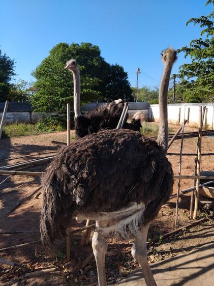 พ่อพันธุ์ นกกระจอกเทศ  รูปที่ 4