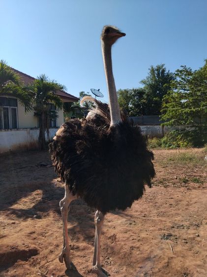 พ่อพันธุ์ นกกระจอกเทศ  รูปที่ 2