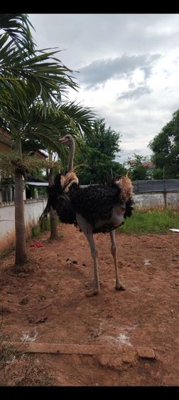 พ่อพันธุ์ นกกระจอกเทศ  รูปที่ 8