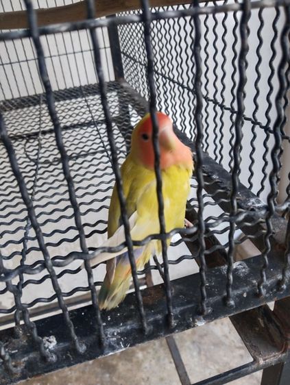 นกเลิฟเบิร์ด รูปที่ 2