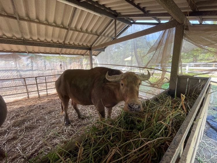 ควายกทม  รูปที่ 4