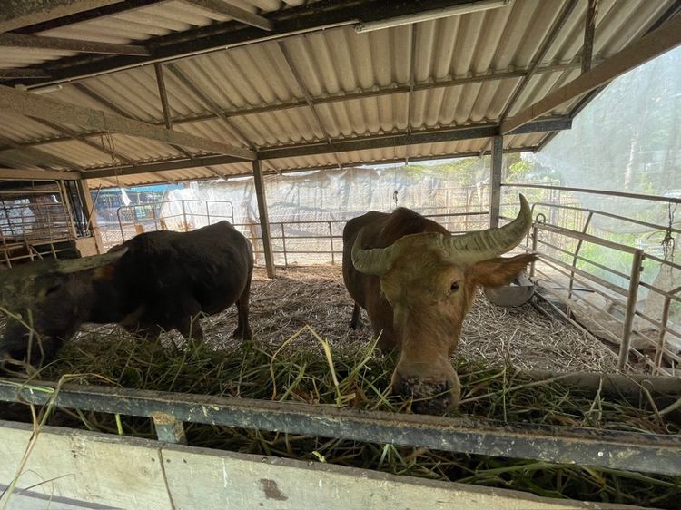 ควายกทม 