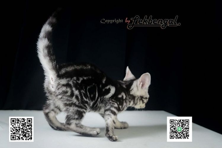 ลูกแมวอเมริกันชอตแฮร์สวยมากๆ สีซิลเวอร์ลายมาเบิ้ลดำเข้ม พันธุ์แท้ เพศเมีย รูปที่ 11