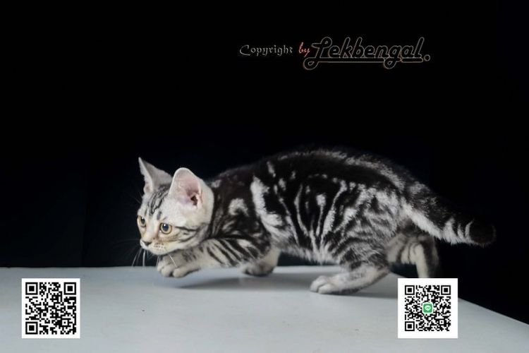 ลูกแมวอเมริกันชอตแฮร์สวยมากๆ สีซิลเวอร์ลายมาเบิ้ลดำเข้ม พันธุ์แท้ เพศเมีย รูปที่ 6