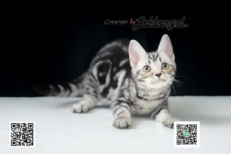 ลูกแมวอเมริกันชอตแฮร์สวยมากๆ สีซิลเวอร์ลายมาเบิ้ลดำเข้ม พันธุ์แท้ เพศเมีย รูปที่ 2
