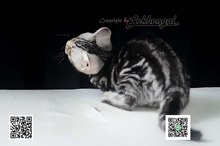 ลูกแมวอเมริกันชอตแฮร์สวยมากๆ สีซิลเวอร์ลายมาเบิ้ลดำเข้ม พันธุ์แท้ เพศเมีย รูปที่ 8
