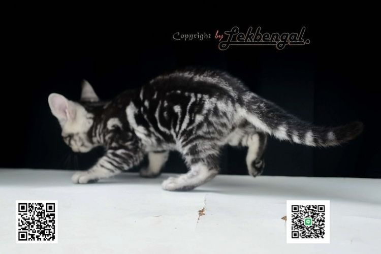 ลูกแมวอเมริกันชอตแฮร์สวยมากๆ สีซิลเวอร์ลายมาเบิ้ลดำเข้ม พันธุ์แท้ เพศเมีย รูปที่ 4