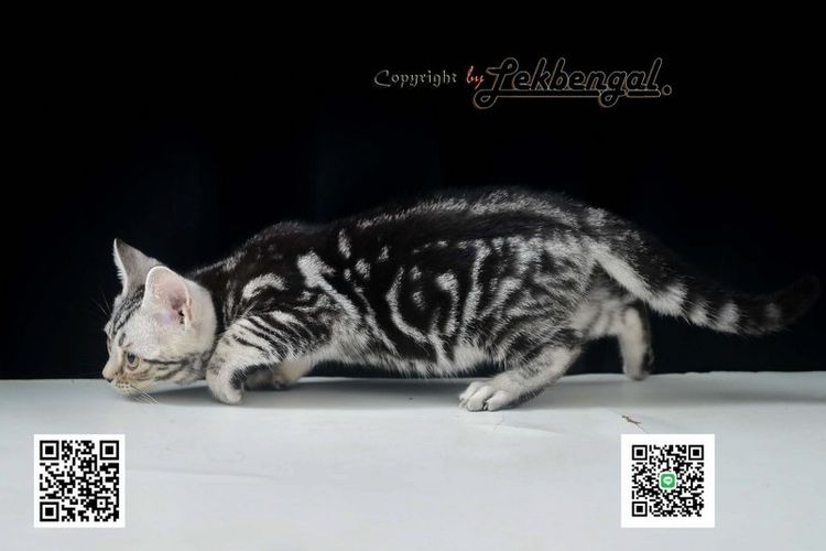 ลูกแมวอเมริกันชอตแฮร์สวยมากๆ สีซิลเวอร์ลายมาเบิ้ลดำเข้ม พันธุ์แท้ เพศเมีย รูปที่ 7