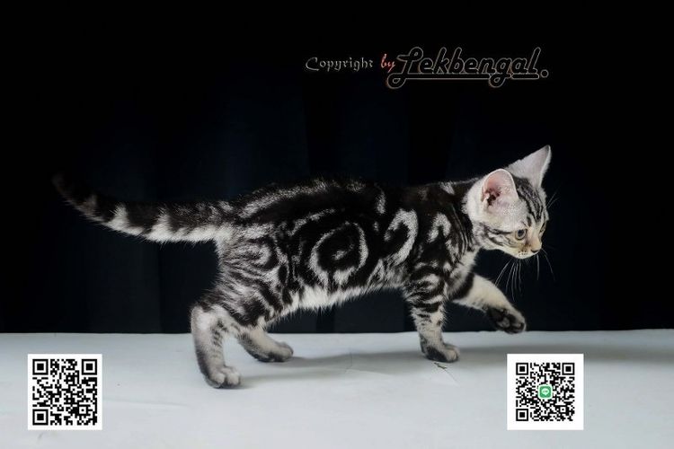 อเมริกัน ชอร์ตแฮร์ (American Shorthair) ลูกแมวอเมริกันชอตแฮร์สวยมากๆ สีซิลเวอร์ลายมาเบิ้ลดำเข้ม พันธุ์แท้ เพศเมีย
