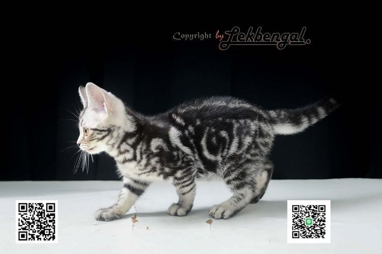 ลูกแมวอเมริกันชอตแฮร์สวยมากๆ สีซิลเวอร์ลายมาเบิ้ลดำเข้ม พันธุ์แท้ เพศเมีย รูปที่ 10