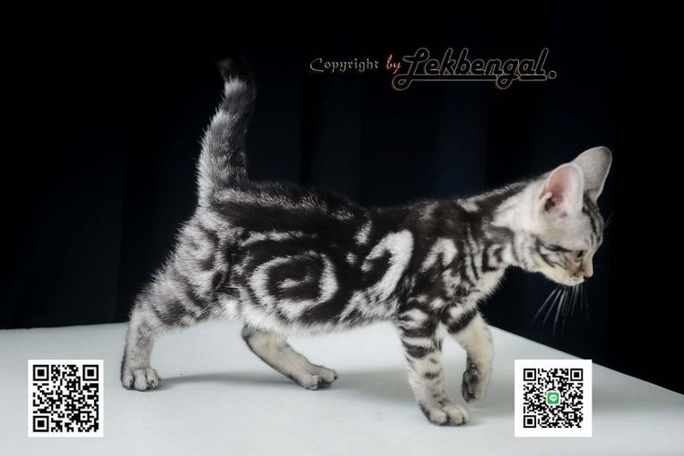 ลูกแมวอเมริกันชอตแฮร์สวยมากๆ สีซิลเวอร์ลายมาเบิ้ลดำเข้ม พันธุ์แท้ เพศเมีย รูปที่ 9