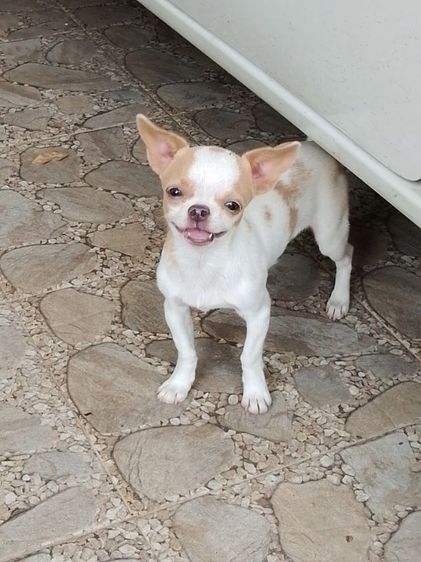 ชิวาวา รูปที่ 2