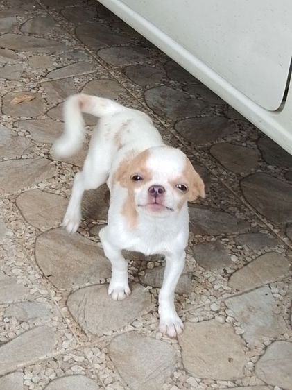 ชิวาวา รูปที่ 3