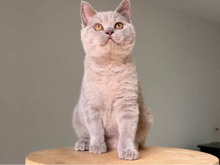 บริติชไลเลคชาย รูปที่ 4