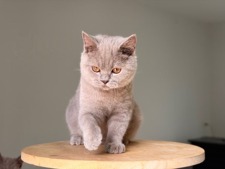 บริติชไลเลคชาย รูปที่ 3