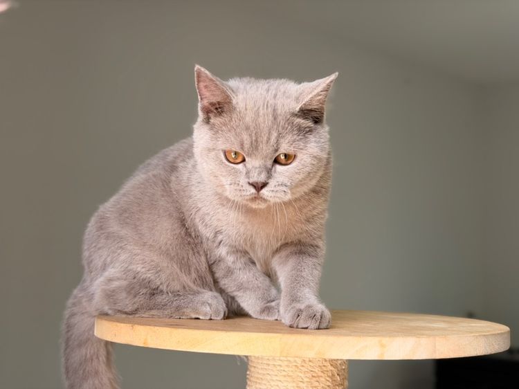 บริติชไลเลคชาย รูปที่ 13