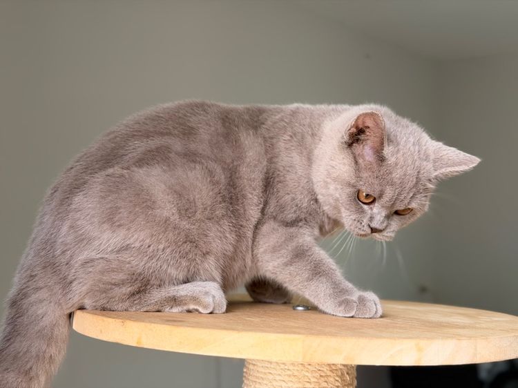 บริติชไลเลคชาย รูปที่ 7