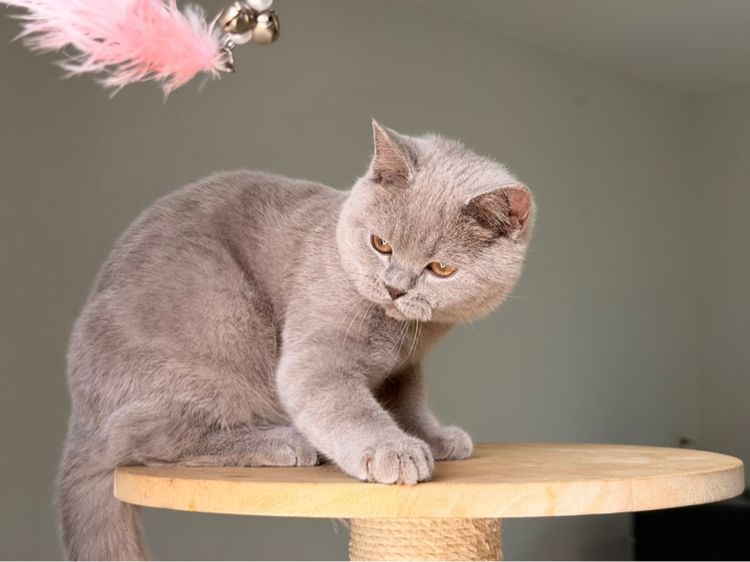 บริติชไลเลคชาย รูปที่ 8