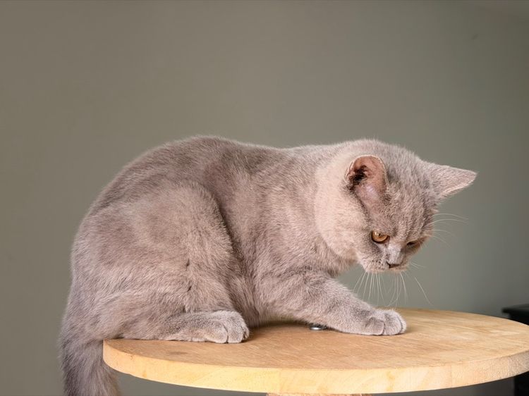 บริติชไลเลคชาย รูปที่ 6