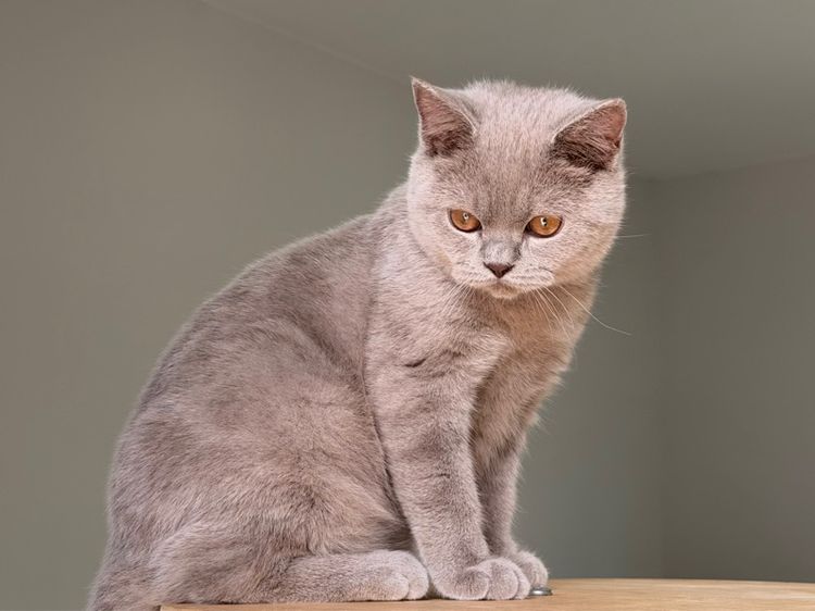 บริติชไลเลคชาย รูปที่ 11