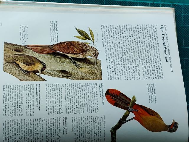 หนังสือรูปนกทั่วโลก ไม่มีขายแล้วสะสมไว้ปี 2521ต้องการขาย ผู้ที่ต้องการสะสมไว้ศึกษาฯหรือสนใจนำรูปเพื่อ มาเขียนรูปเหมือนฯขาย ถ่ายไว้บางรูปนำมาให้ดู ภาพนกมีมาก รวมๆเเล้วความหนาของเล่มหนังสือ หนา ประมาณ 1 นิ้ว.(ไม่เคยถ่ายมาให้ผู้สนใจดูก่อน...) รูปที่ 13
