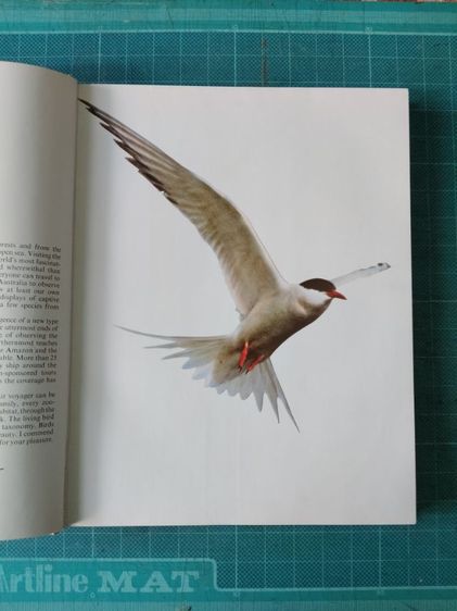 หนังสือรูปนกทั่วโลก ไม่มีขายแล้วสะสมไว้ปี 2521ต้องการขาย ผู้ที่ต้องการสะสมไว้ศึกษาฯหรือสนใจนำรูปเพื่อ มาเขียนรูปเหมือนฯขาย ถ่ายไว้บางรูปนำมาให้ดู ภาพนกมีมาก รวมๆเเล้วความหนาของเล่มหนังสือ หนา ประมาณ 1 นิ้ว.(ไม่เคยถ่ายมาให้ผู้สนใจดูก่อน...) รูปที่ 5