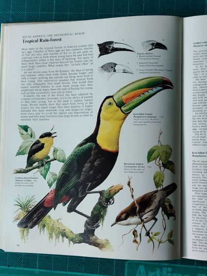 หนังสือรูปนกทั่วโลก ไม่มีขายแล้วสะสมไว้ปี 2521ต้องการขาย ผู้ที่ต้องการสะสมไว้ศึกษาฯหรือสนใจนำรูปเพื่อ มาเขียนรูปเหมือนฯขาย ถ่ายไว้บางรูปนำมาให้ดู ภาพนกมีมาก รวมๆเเล้วความหนาของเล่มหนังสือ หนา ประมาณ 1 นิ้ว.(ไม่เคยถ่ายมาให้ผู้สนใจดูก่อน...) รูปที่ 17