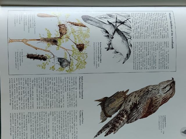 หนังสือรูปนกทั่วโลก ไม่มีขายแล้วสะสมไว้ปี 2521ต้องการขาย ผู้ที่ต้องการสะสมไว้ศึกษาฯหรือสนใจนำรูปเพื่อ มาเขียนรูปเหมือนฯขาย ถ่ายไว้บางรูปนำมาให้ดู ภาพนกมีมาก รวมๆเเล้วความหนาของเล่มหนังสือ หนา ประมาณ 1 นิ้ว.(ไม่เคยถ่ายมาให้ผู้สนใจดูก่อน...) รูปที่ 12